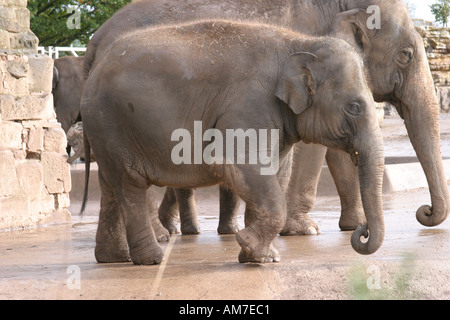 Asiatische Elefantendame mit jungen Kalb. Beide Stämme geringelt. Stockfoto