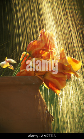 Tulpen in schwere Feder Regen Stockfoto