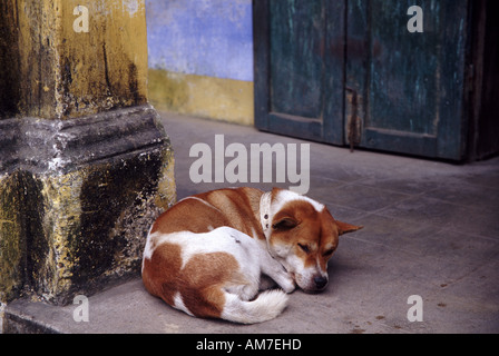 Braune und weiße Mischling Hund schlafen auf Bürgersteig in Hoi An Vietnam Stockfoto