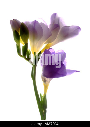 Einzelne Freesie Blume Stiel lila Stockfoto