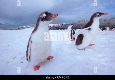 Gentoo Penguin, Eselspinguine Jungvögel, Jungvögel, Pygoscelis Papua Antarktische Halbinsel, Antarktis Stockfoto
