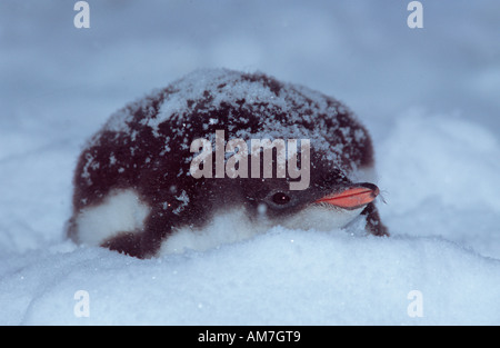 Gentoo Penguin, Eselspinguine Jungvögel, Jungvögel, Pygoscelis Papua Antarktische Halbinsel, Antarktis Stockfoto