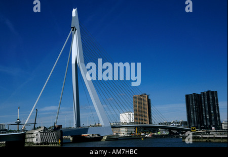 Rotterdam Erasmus Brücke Swan Niederlande Fluss Nieuwe Maas Stockfoto