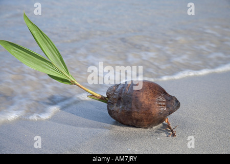 Gestrandeter Kokosnuss Keimen. Stockfoto