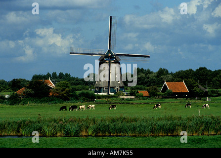 Holländische Windmühle Niederlande Holland Kuh Kühe Stockfoto