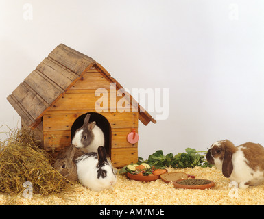 Zwergkaninchen. Vier Tiere in einem Lauf mit einem Stall, Bettwäsche und verschiedenen Lebensmitteln. Stockfoto