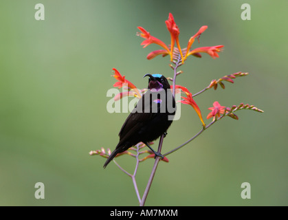 Afrikanische schwarze Sunbird oder Amethyst Sunbird (Nectarinia Amethystina) thront auf Crocosmia Pflanze Stockfoto