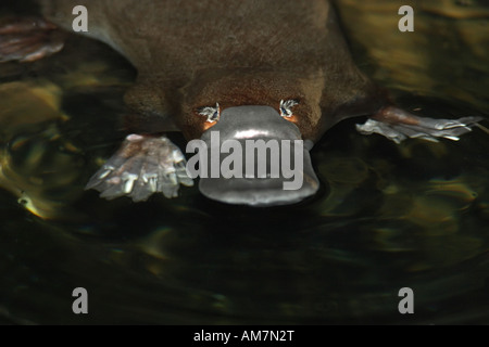 Platypus, Ornithorhynchus Anatinus, alleinstehenden im tank Stockfoto