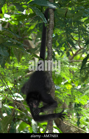 Peruanische Klammeraffe Ateles Chamek Iquitos Peru Stockfoto