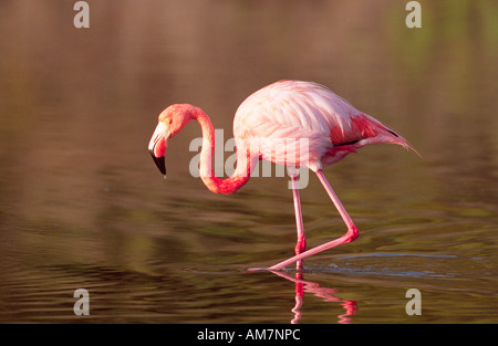 Größere Flamingo, Rosaflamingo, Phoenicopterus Ruber, Isle Rapida, Galapagos Ecuador Stockfoto