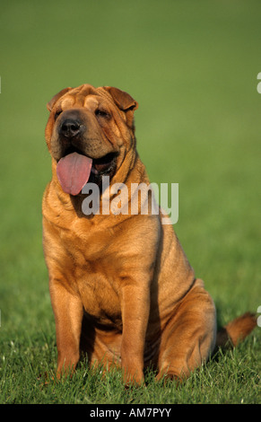 Shar-Pei, sitzen Stockfoto