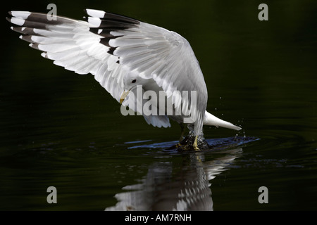 Gemeinsamen Gull (Larus Canus) Stockfoto