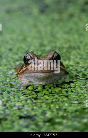 GEMEINSAMEN Frosch Rana temporaria Stockfoto
