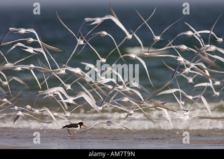 Brandseeschwalben (Sterna Sandvicensis) Stockfoto