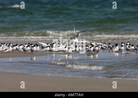 Brandseeschwalben (Sterna Sandvicensis) am Strand Stockfoto