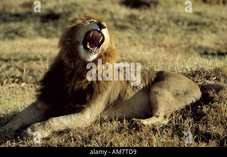 Männliche Löwen brüllen Panthera Leo Masai Mara Kenia Stockfoto