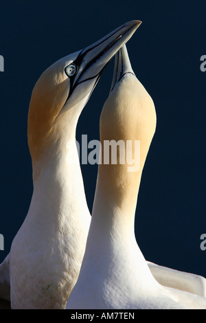 Basstölpel (Morus Bassanus Sula Bassana) Stockfoto