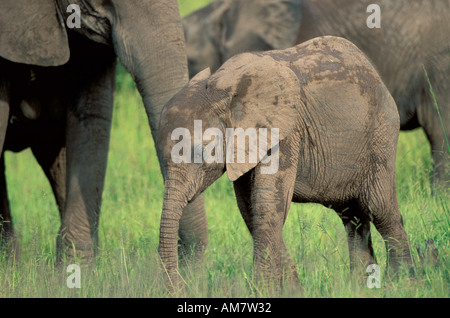 Afrikanischer Elefant Kalb Loxodonta Africana South Luangwa Sambia Stockfoto