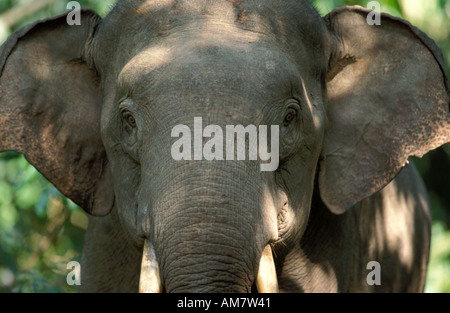 Asiatischer Elefant Elephas Maximus Tabin Sabah Stockfoto