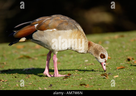 Nilgans (Alopochen Aegyptiacus) Stockfoto