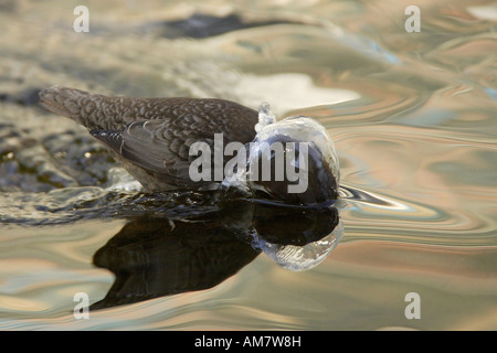 Weiße-throated Wasseramseln (Cinclus Cinclus) Stockfoto