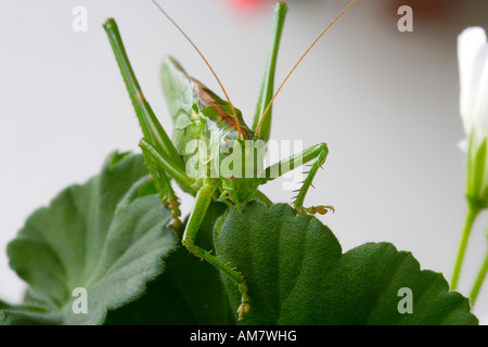 Große grüne Bush-Cricket (Tettigonia Viridissima) Stockfoto