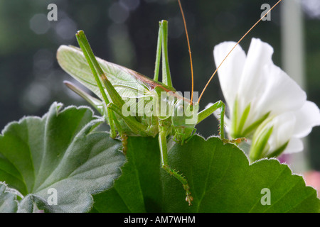 Große grüne Bush-Cricket (Tettigonia Viridissima) Stockfoto