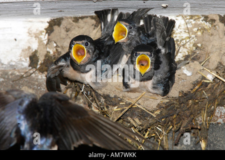 Rauchschwalbe (Hirundo Rustica), Kuhstall Stockfoto