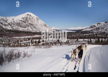 Dogteam aus Sicht der Musher Fish Lake, Yukon Territorium, Kanada Stockfoto