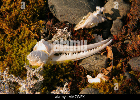 Reste von einer Krabbe, Scheeren, Krallen, Flechten, Prince William Sound, Alaska, USA Stockfoto