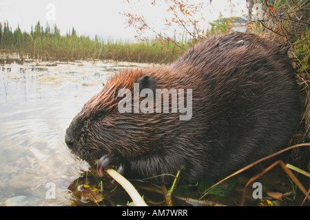 Amerikanisches Biber Castor Canadensis, ernährt sich von Holz, Alaska, USA Stockfoto