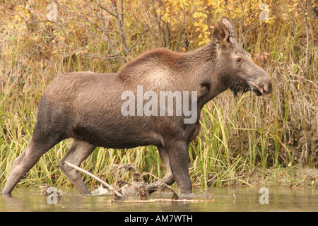 Junge Elche, Alces Alces durchläuft Wasser, Yukon Territorium, Kanada Stockfoto