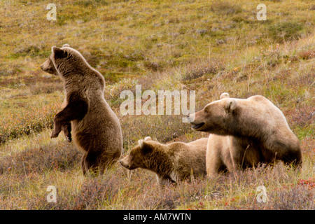 Grizzly Bären, Ursus Arctos Horribilis, weibliche und Jugendliche Bären, Alaska, USA Stockfoto