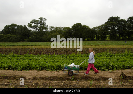 Wheeling Mädchen holte Obst und Gemüse am Parkside Pick Your Own Bauernhof in Enfield England UK Stockfoto