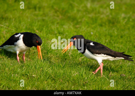 Zwei eurasischen Austernfischer (Haematopus Ostralegus) Stockfoto