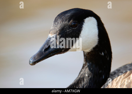 Kanadagans (Branta Canadensis) Stockfoto