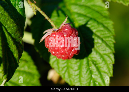 Himbeere Rubus idaeus Stockfoto