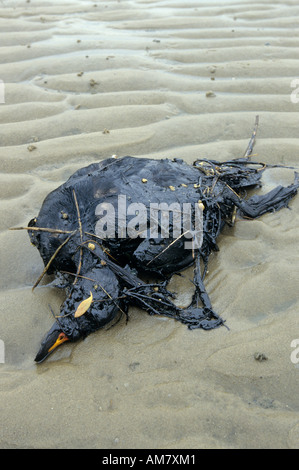 Öl-Verschmutzung, gemeinsame über Trauerente, Melanitta Nigra Oktober 1998 Amrum Nordsee, Deutschland, Deutschland Stockfoto