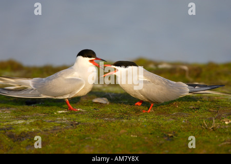 Zwei Flussseeschwalben (Sterna Hirundo) Stockfoto