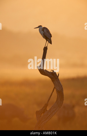 Graureiher (Ardea Cinerea) toter Baum gehockt Stockfoto