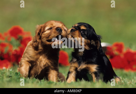 Cavalier King Charles Spaniel (Canis Lupus Familiaris), Welpen sitzen vor Mohn Blumen Stockfoto