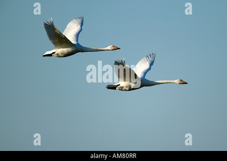 Junge Singschwäne (Cygnus Cygnus) in der Luft Stockfoto