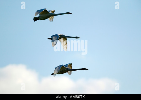 Junge Singschwäne (Cygnus Cygnus) in der Luft Stockfoto