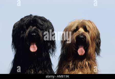 Briard (Canis Lupus Familiaris), schwarze und braune Hund sitzen dicht beieinander, Porträt Stockfoto