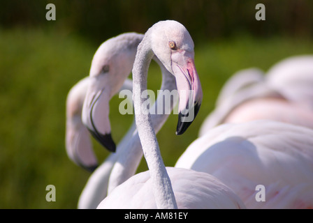 Flaminigos am Oceanografico, Ciudad de Las Artes y Las Ciencas (Stadt der Künste und der Wissenschaften), Valencia, Spanien, Europa Stockfoto