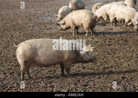 Freilaufende Schweine, Petershagen, Nordrhein-Westfalen, Deutschland Stockfoto