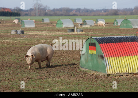 Freilaufende Schweine, Petershagen, Nordrhein-Westfalen, Deutschland Stockfoto