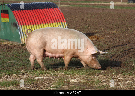 Freilaufende Schweine, Petershagen, Nordrhein-Westfalen, Deutschland Stockfoto