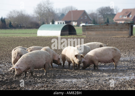 Freilaufende Schweine, Petershagen, Nordrhein-Westfalen, Deutschland Stockfoto