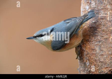 Eurasische Kleiber Sitta europaea Stockfoto